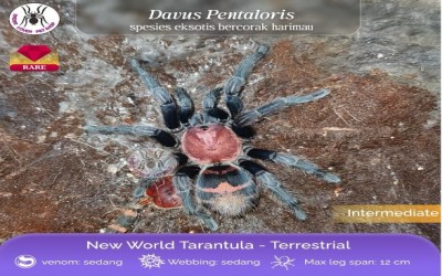  Davus pentaloris (dulu Cyclosternum fasciatum) female 8 cm +- tarantula